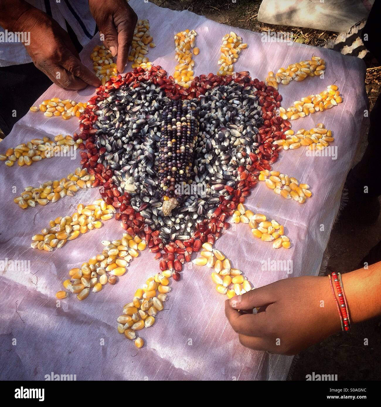 Farmers make a heart of corn in the seeds bank of organic farmer Tomás Villanueva in Tepetlixpa, Mexico State, Mexico. GMO seeds are threatening to contaminate native varieties of corn in México. - Smartphone Captured Stock Image
