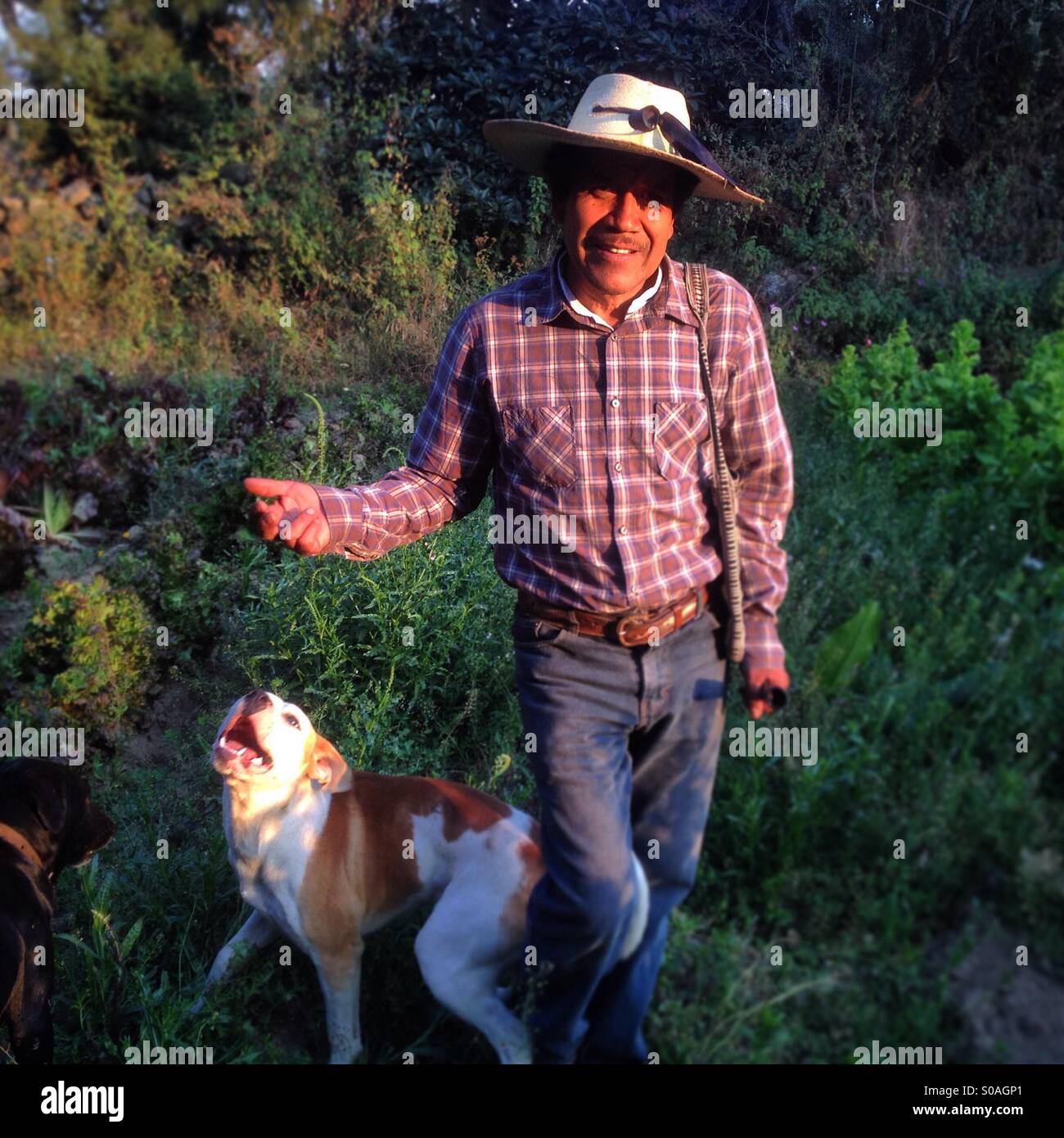 Organic farmer Tomás Villanueva walks with his dog in Tepetlixpa, Mexico State, Mexico. GMO seeds are threatening to contaminate native varieties of corn in México. - Smartphone Captured Stock Image