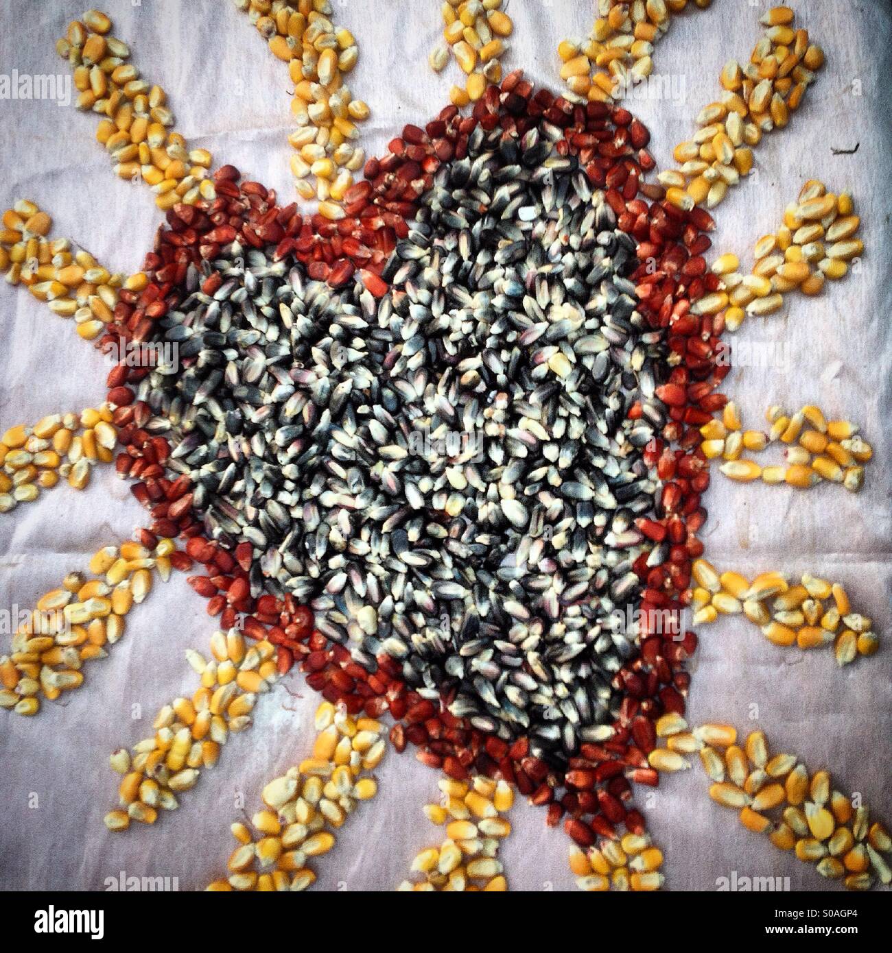 A heart of corn in the seeds bank of organic farmer Tomás Villanueva in Tepetlixpa, Mexico State, Mexico. GMO seeds are threatening to contaminate native varieties of corn in México. - Smartphone Captured Stock Image