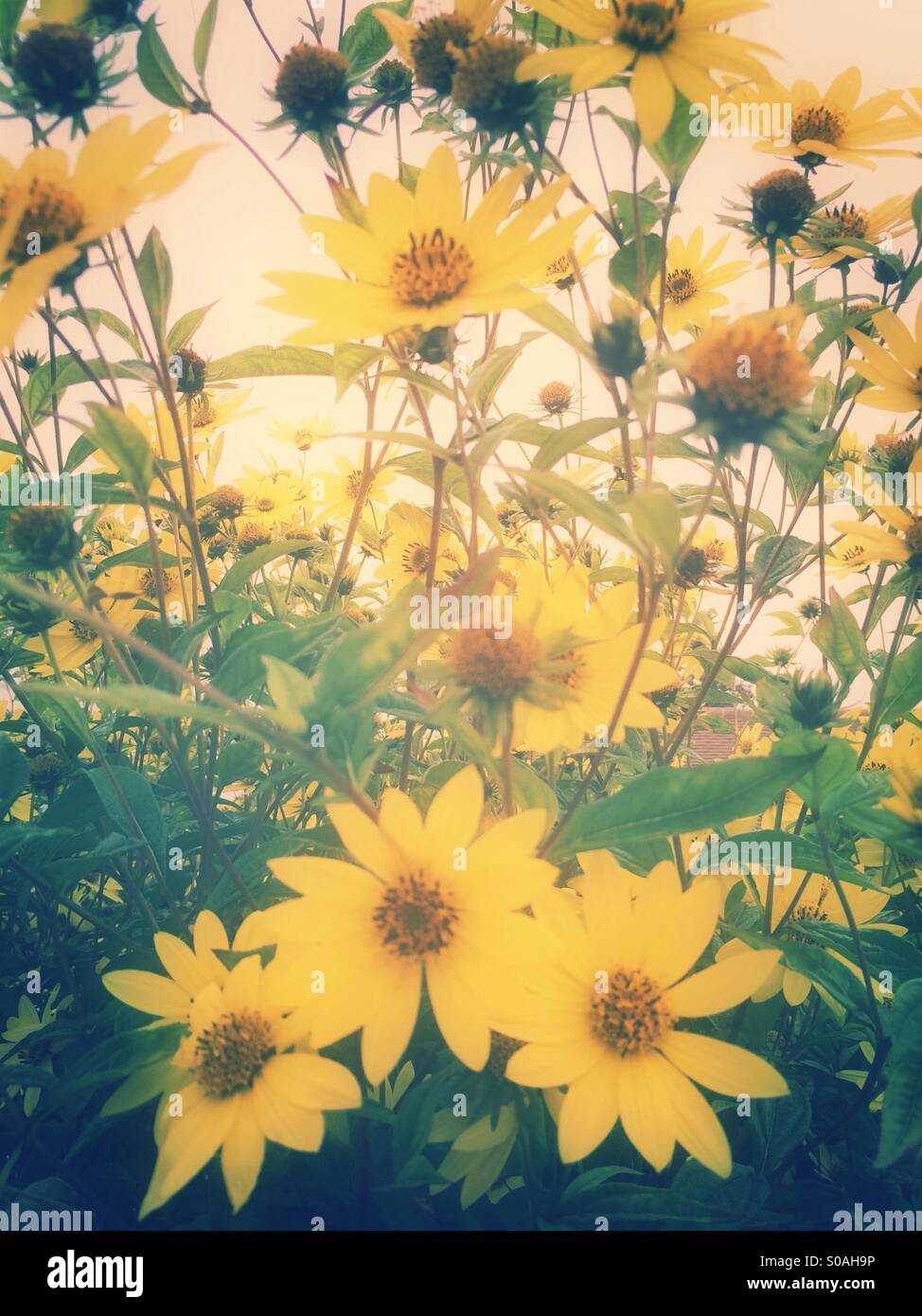 Yellow daisy flowers field Stock Photo