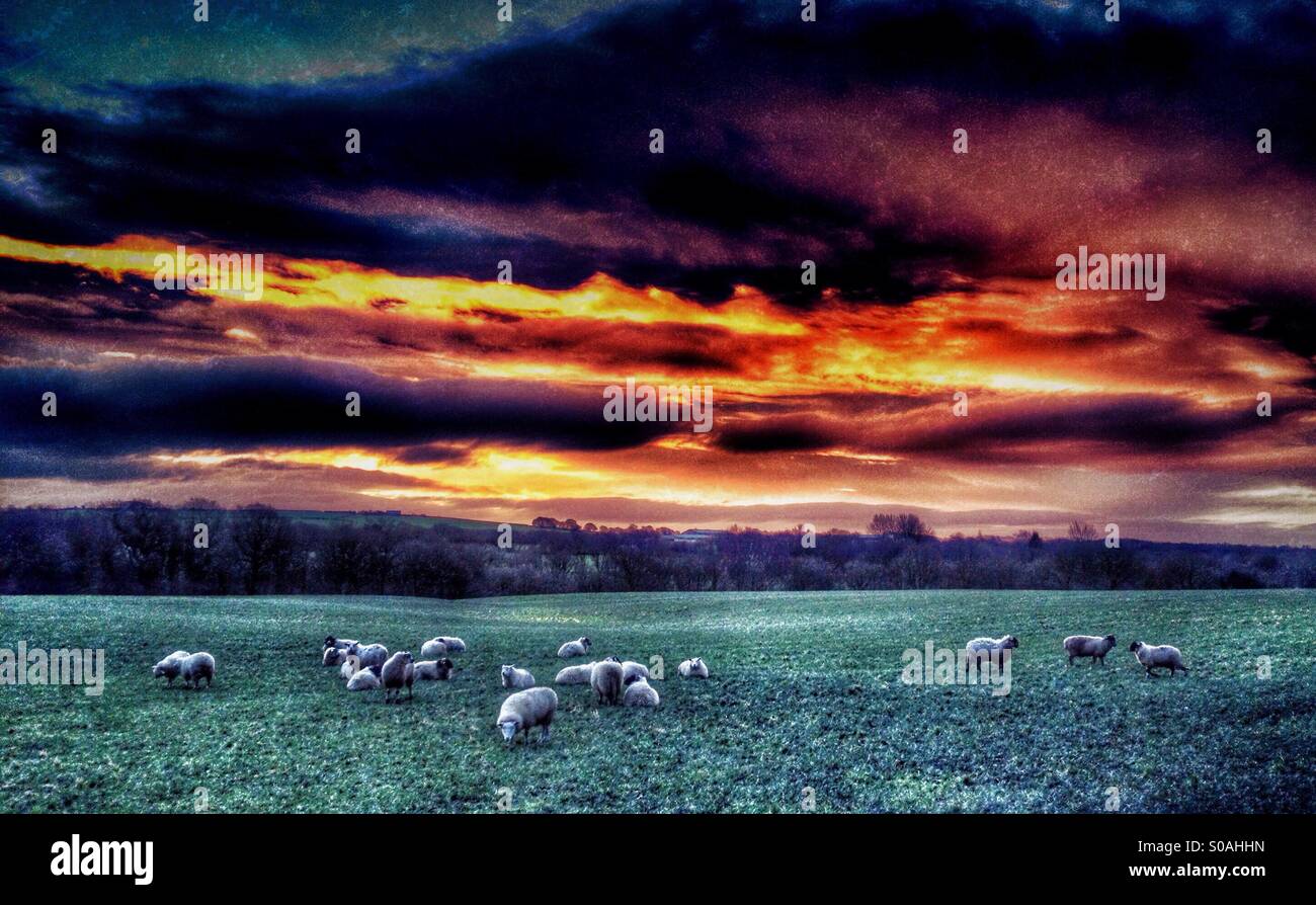 Sheep grazing at sunrise - Smartphone Captured Stock Image