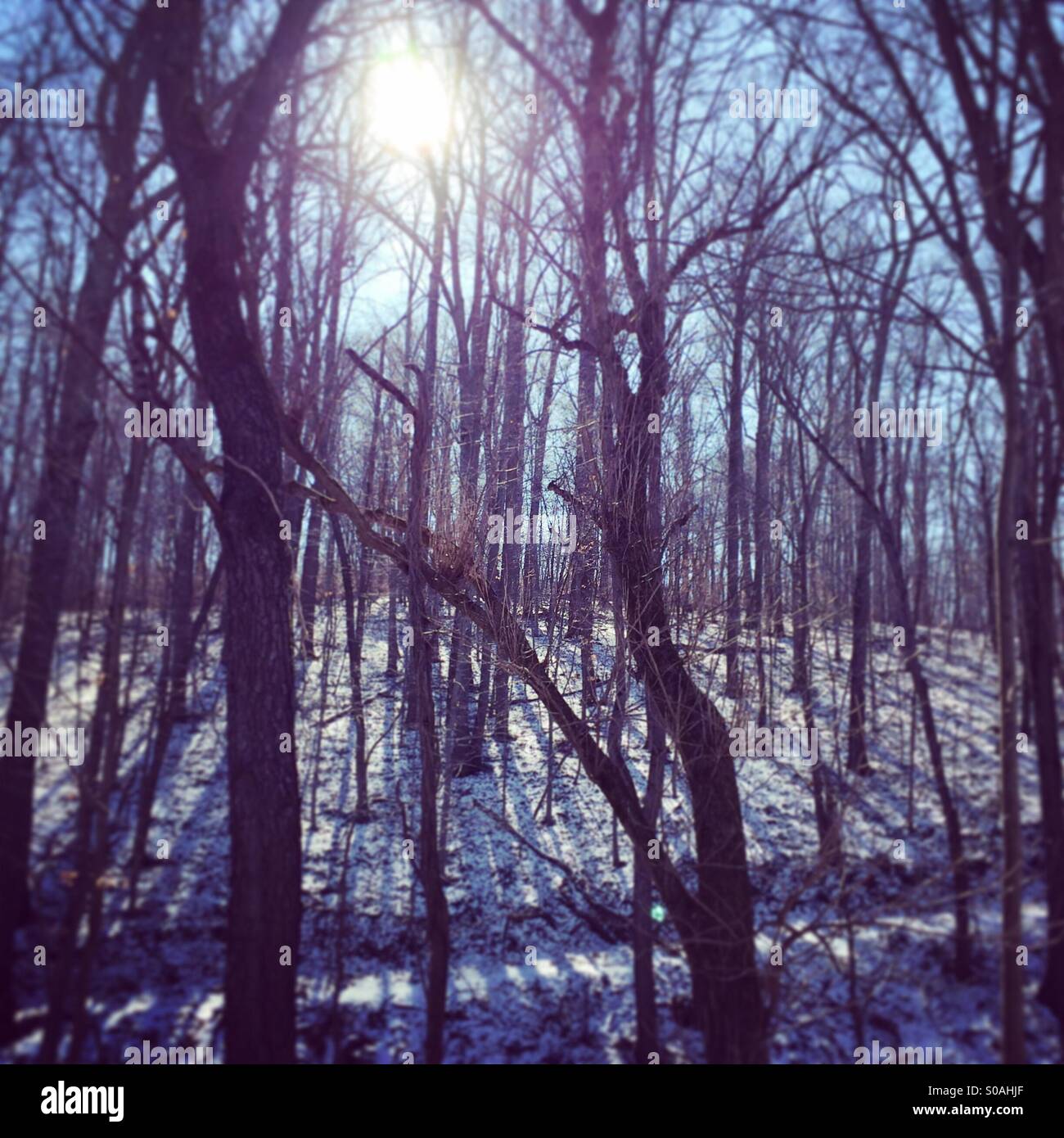 View of the woods covered in snow off the Northern Central Railroad Trail near Cockeysville, Maryland. - Smartphone Captured Stock Image