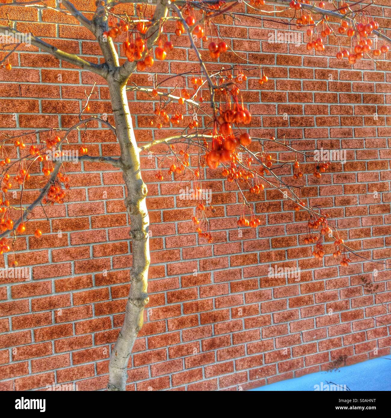 Tree - Smartphone Captured Stock Image