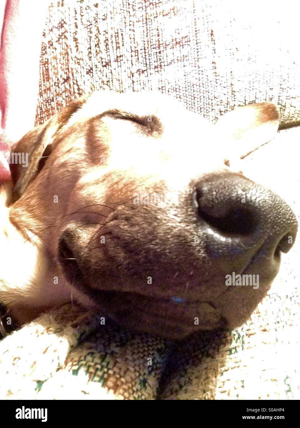 Rescue Puppy Sleeping on Couch Stock Photo Alamy