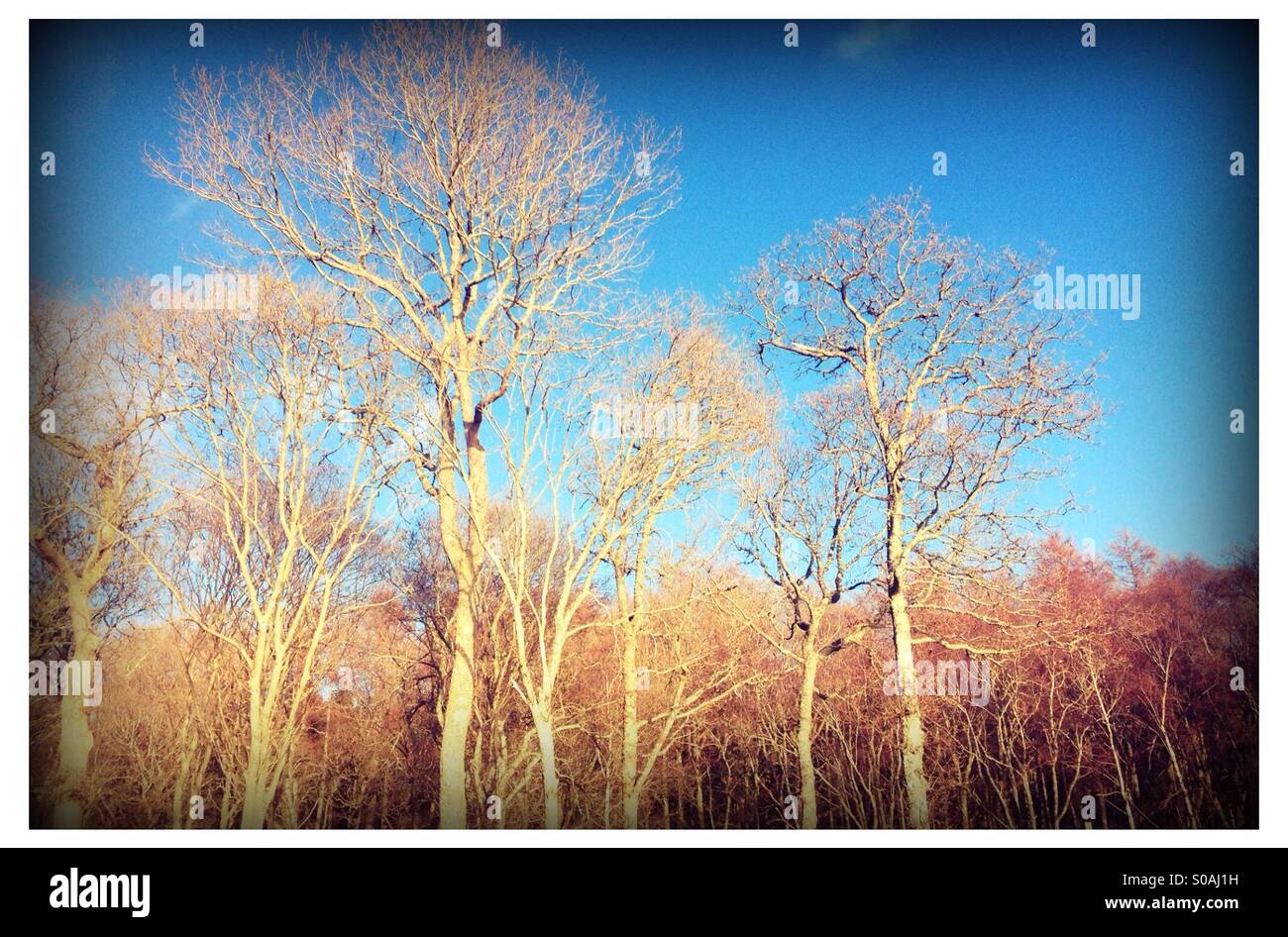 Leafless trees in winter against blue sky - Smartphone Captured Stock Image