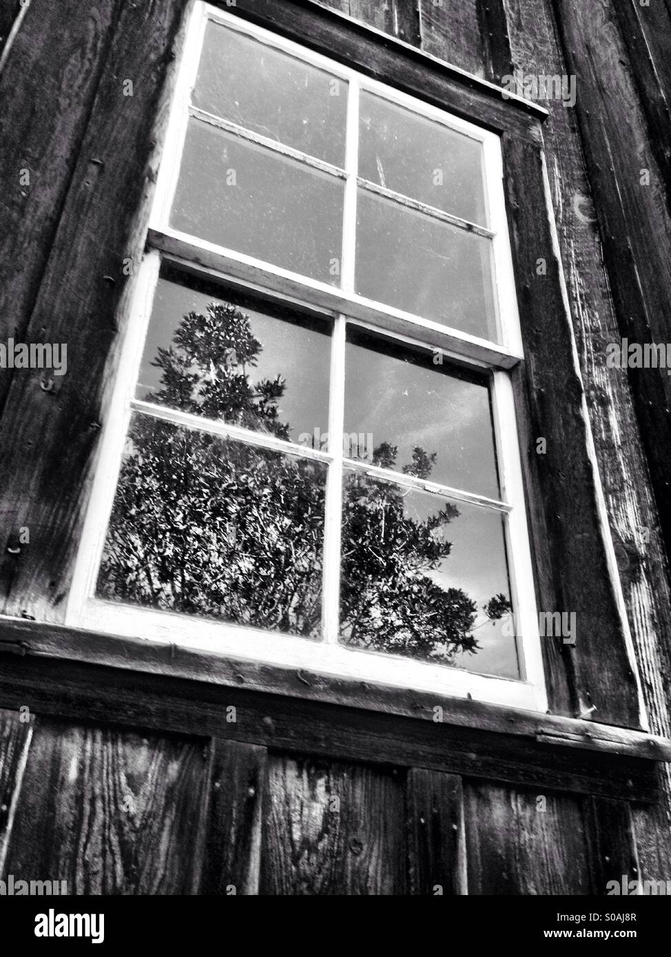 Reflection of trees in old barn window in black and white - Smartphone Captured Stock Image