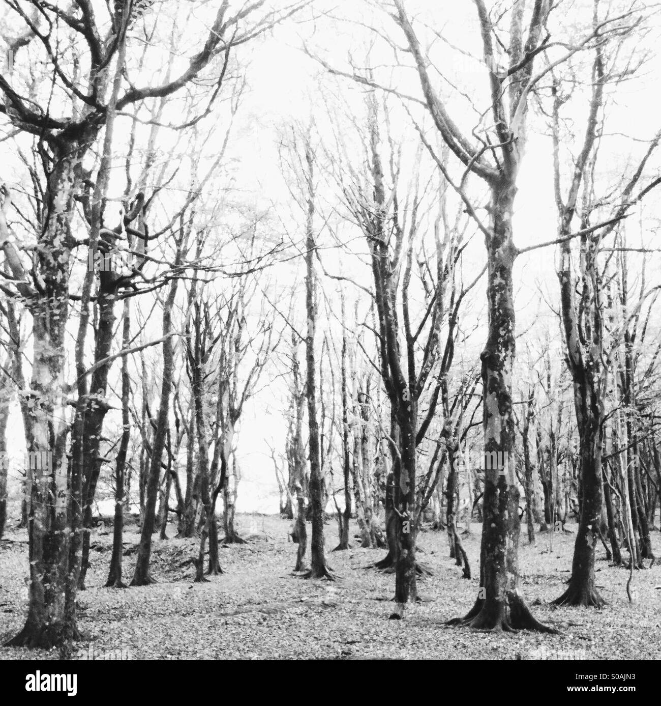 English woodland in winter Stock Photo