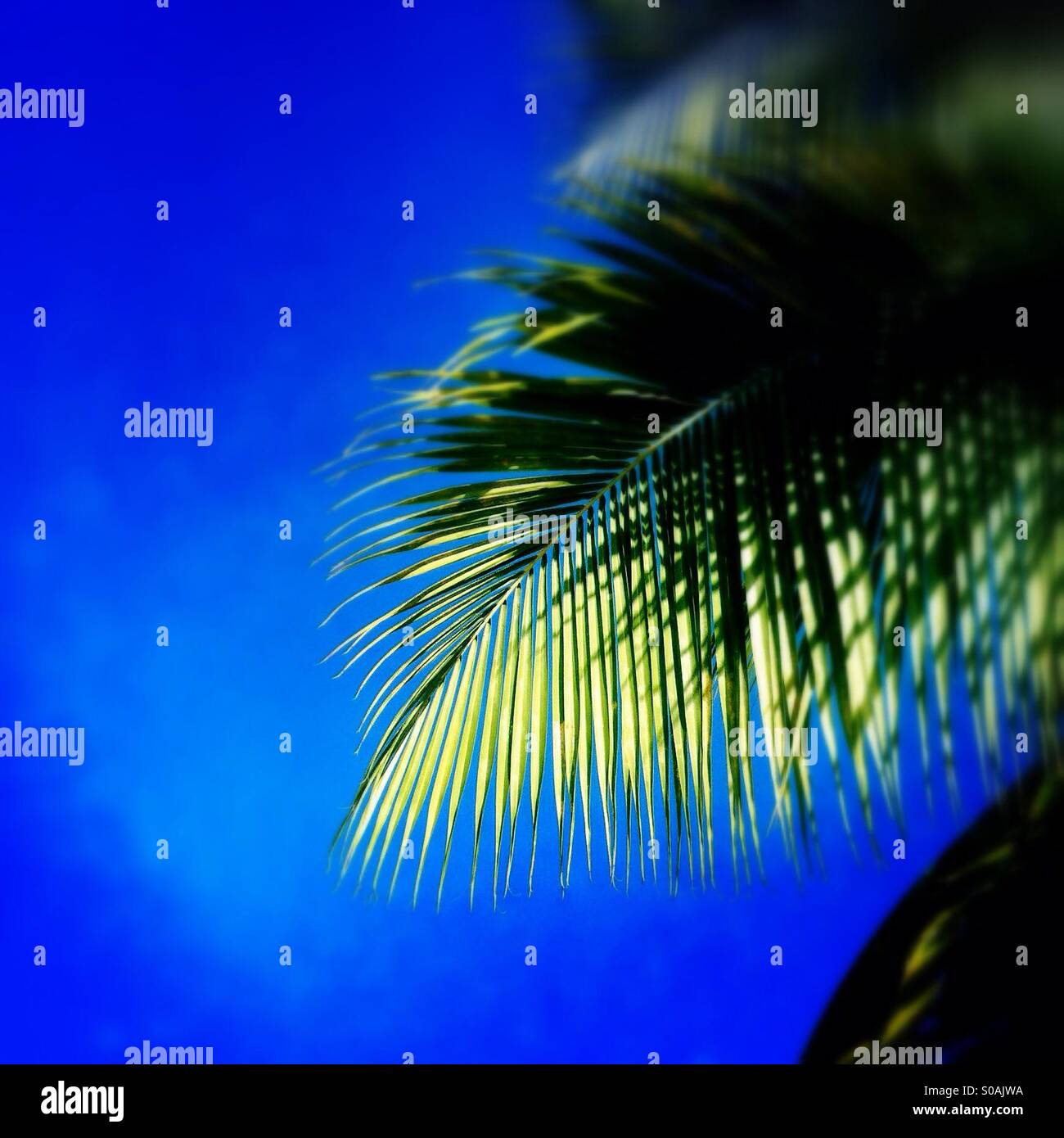 Palm tree leaf Stock Photo Alamy