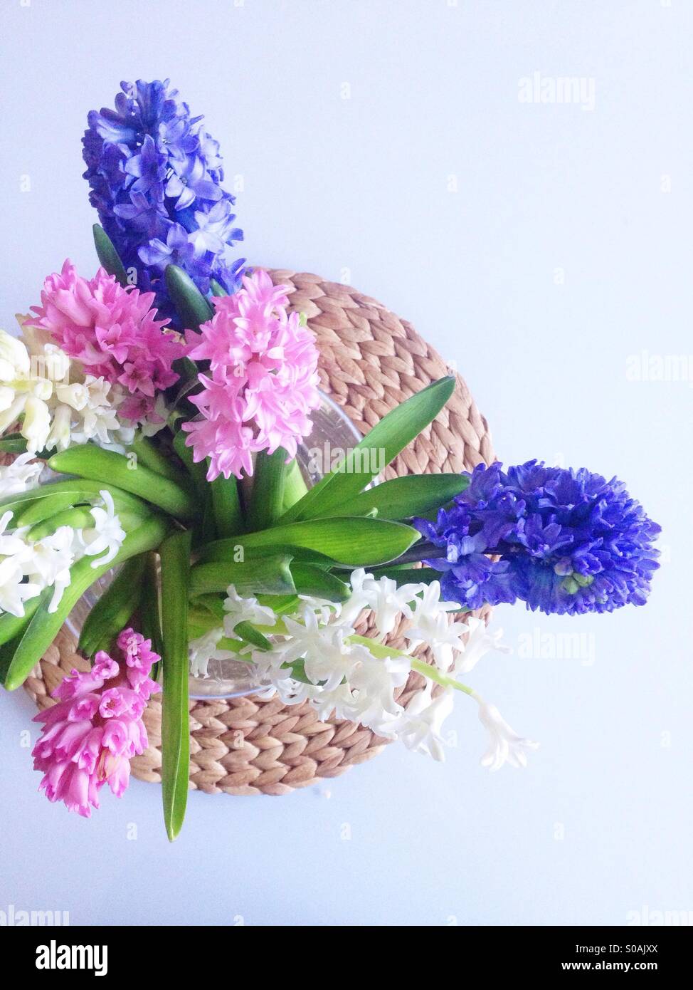 Hyacinth flowers in a vase Stock Photo Alamy