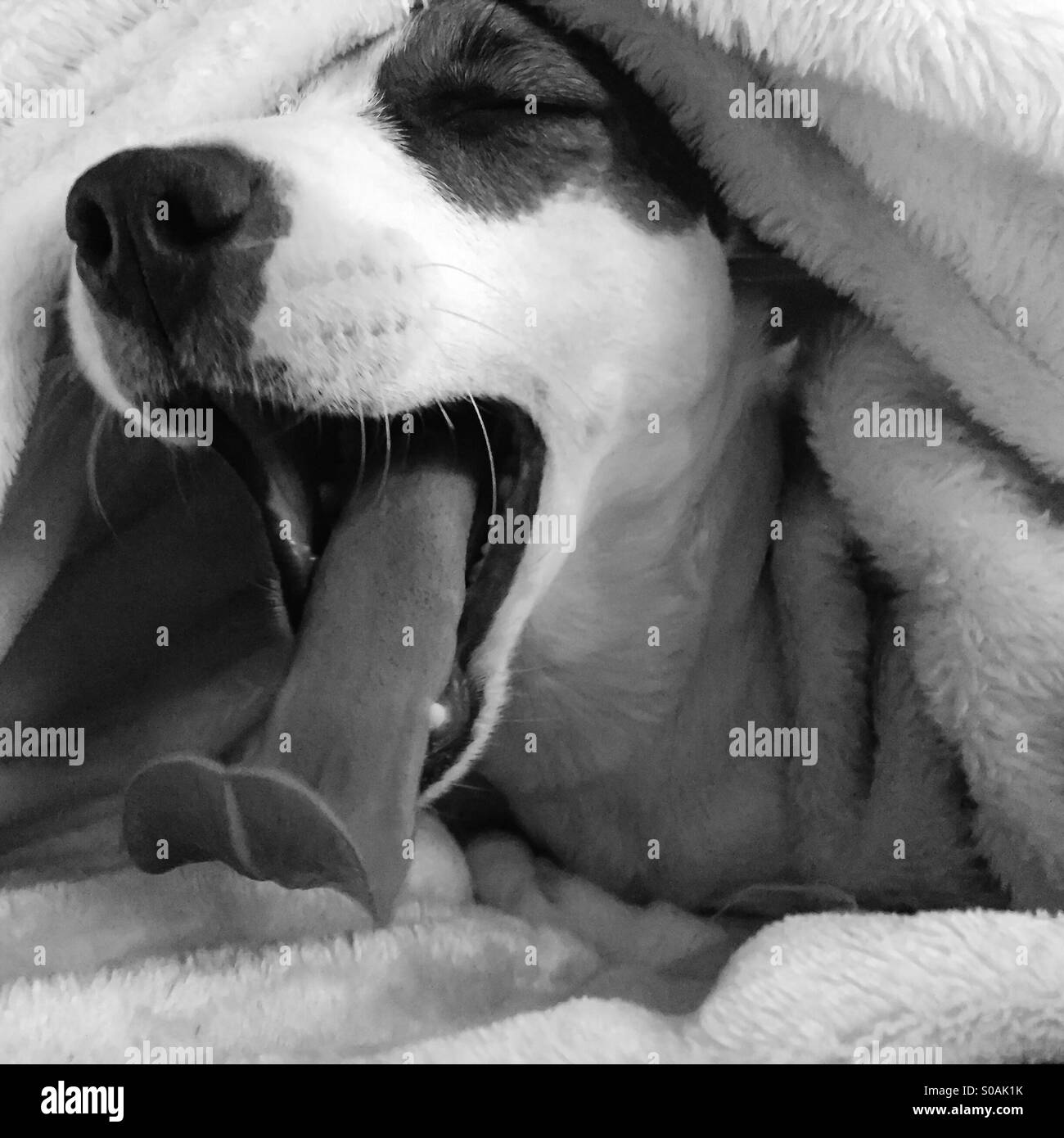 A big yawn by this Jack Russell Terrier burrowed under a blanket. In black and white. Stock Photo