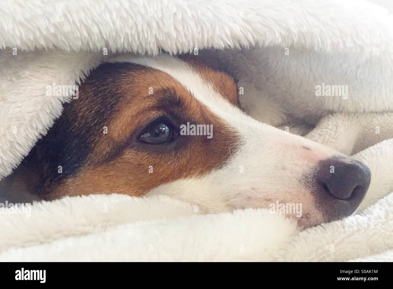 Tired dog relaxing under a cozy blanket. - Smartphone Captured Stock Image