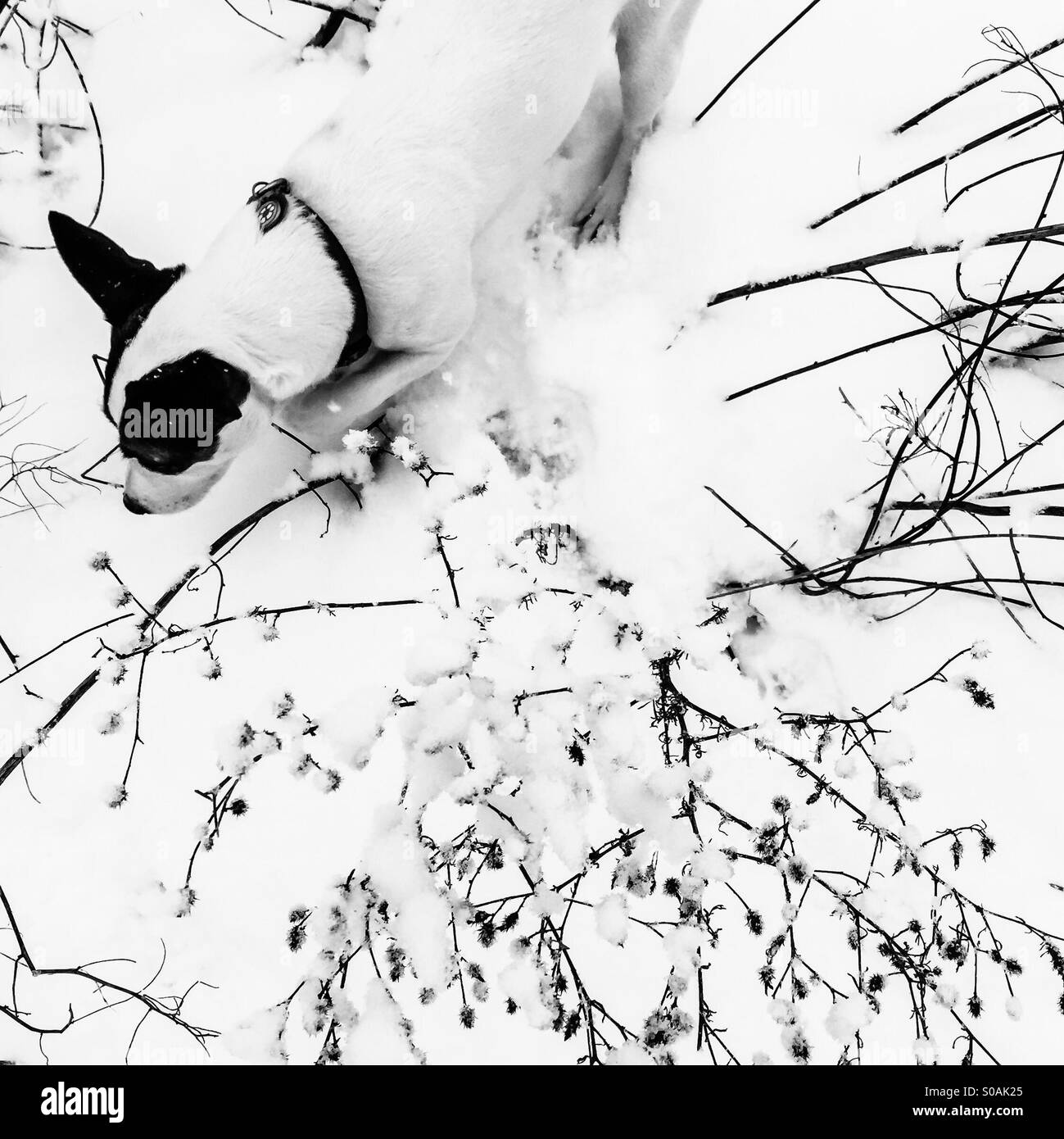 View from above of dog walking in snow amongst snow covered shrubs. In black and white. - Smartphone Captured Stock Image