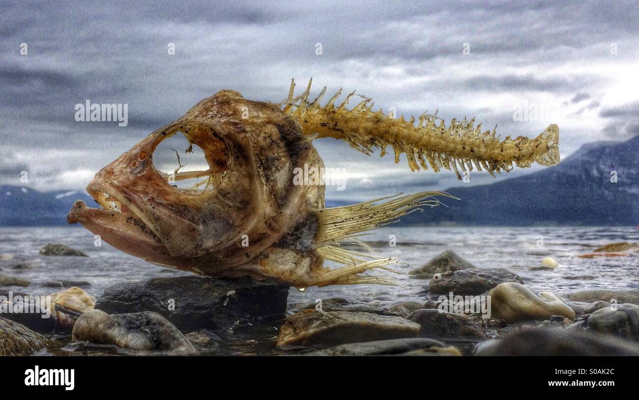 Drama on the beach. Coalfish carcass washed ashore on Nordic beach, Norway. Stock Photo