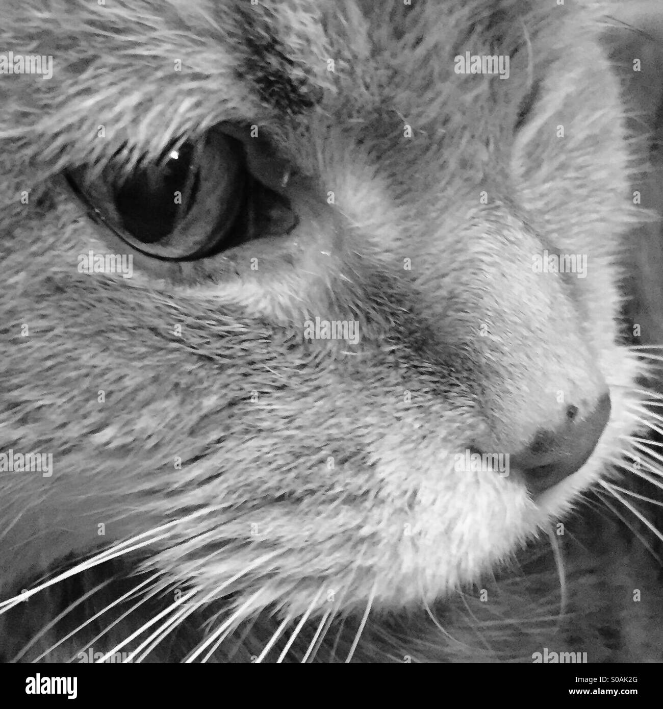 Closeup of cat's face. In black and white Stock Photo - Alamy