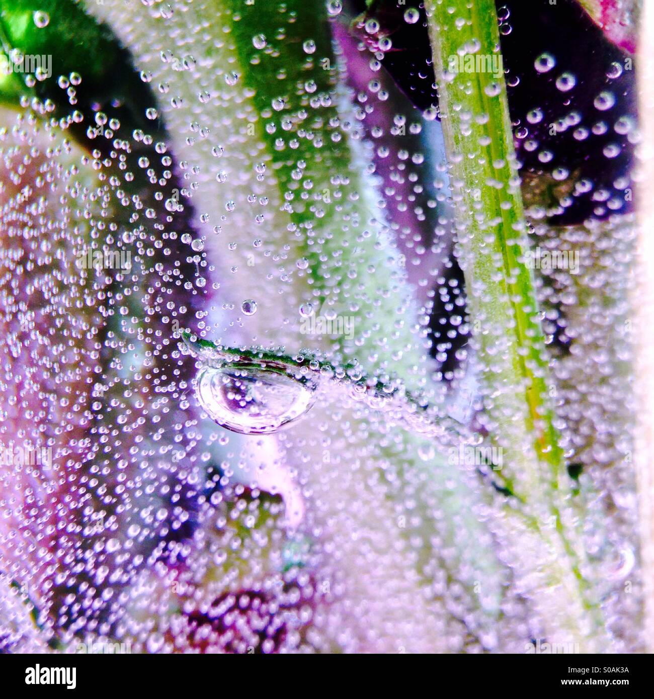 Bubbles on flower stems in a vase Stock Photo