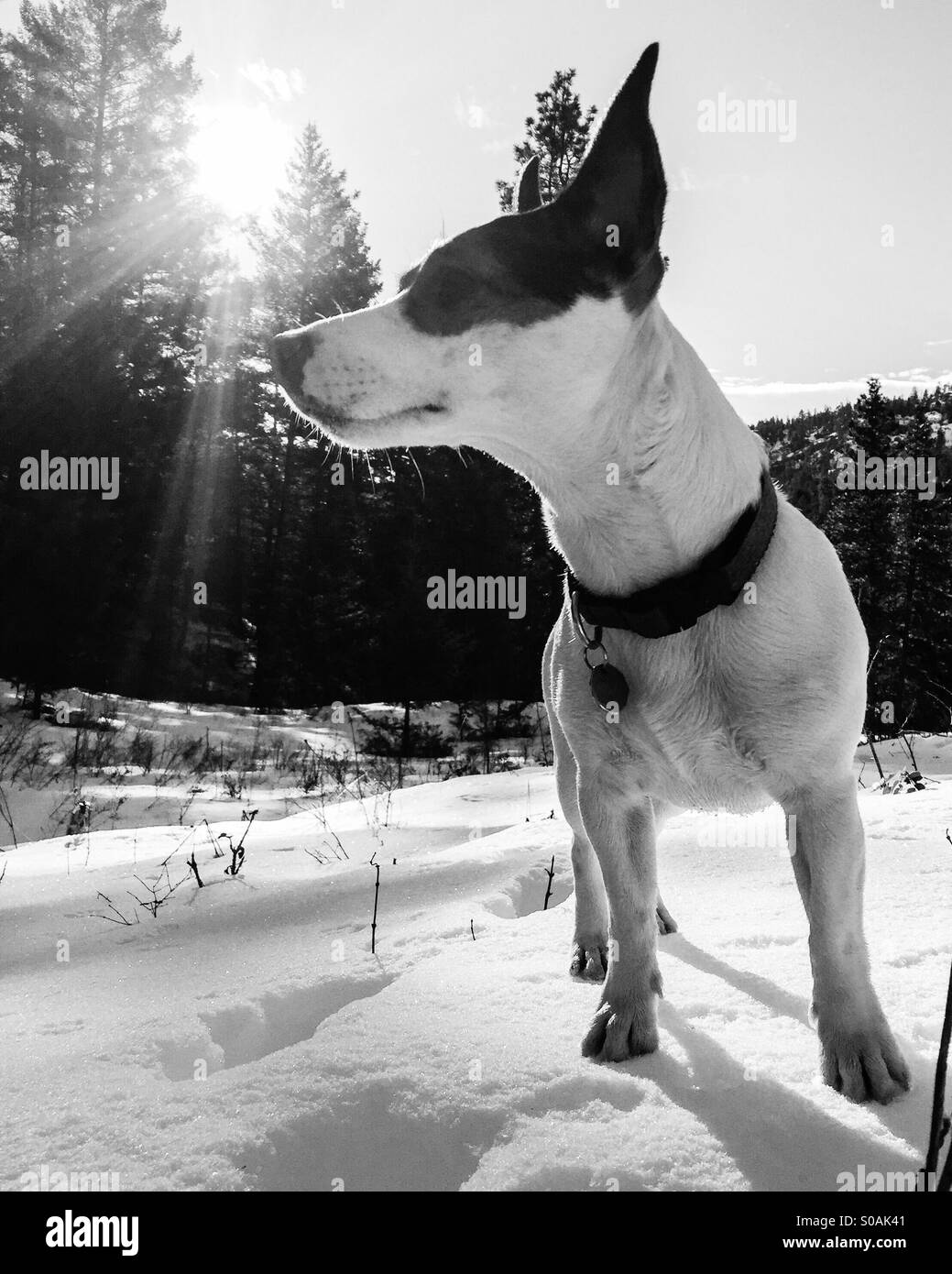 Dog standing in the snow, with the sunlight peaking through the trees in the background. - Smartphone Captured Stock Image