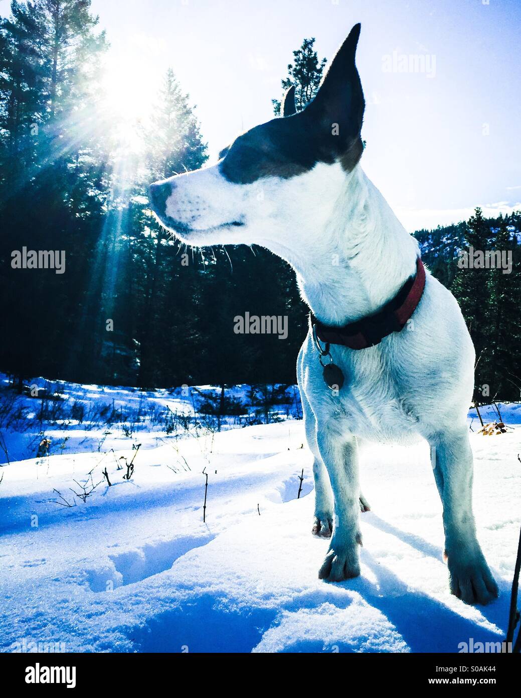 Dog standing in the snow, with the sunlight peaking through the trees in the background. - Smartphone Captured Stock Image