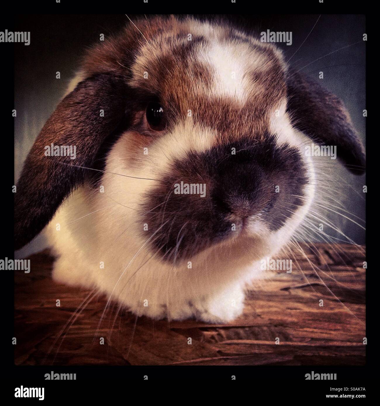 Holland Lop rabbit Stock Photo