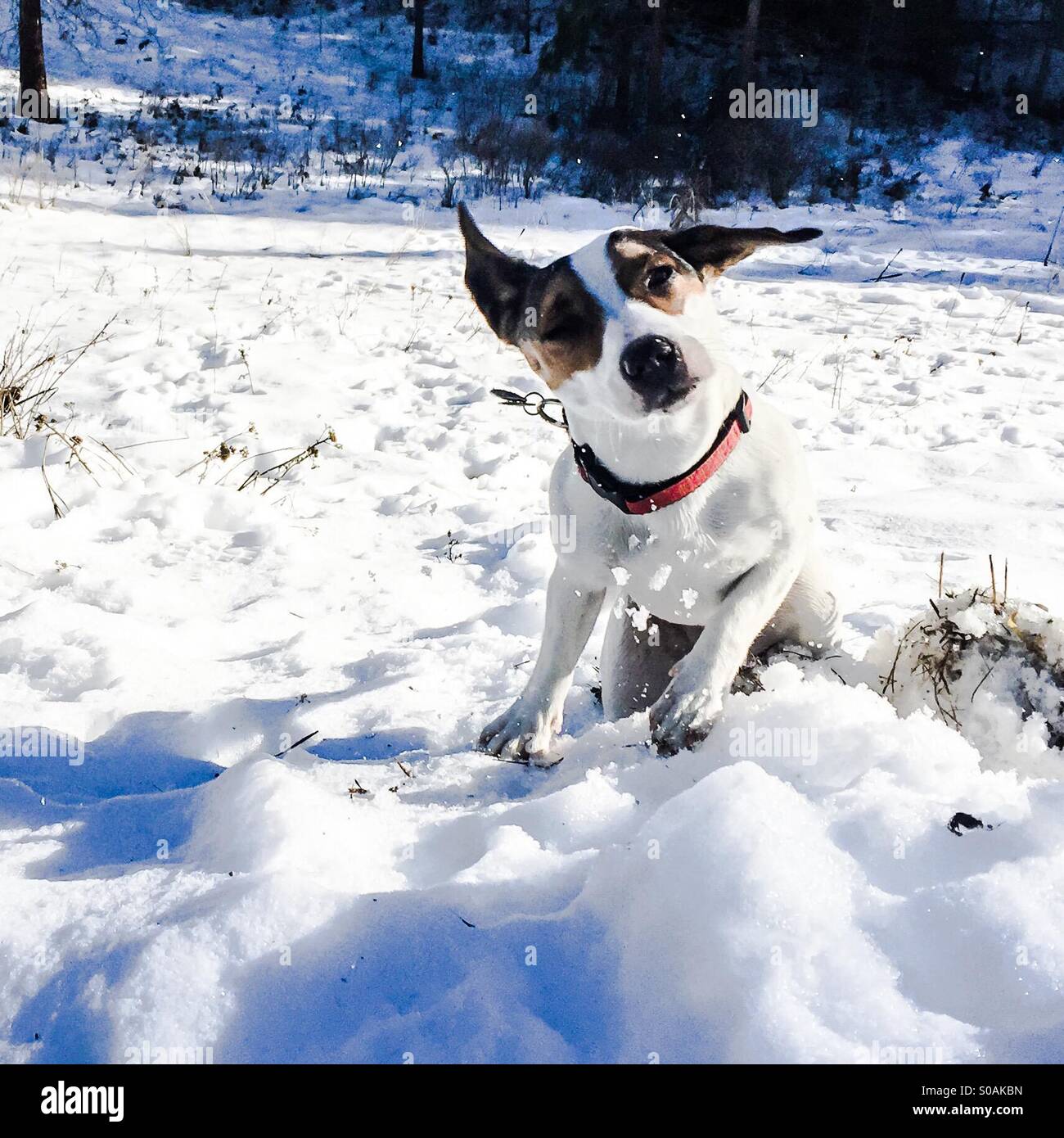 Dog shaking snow off her coat. - Smartphone Captured Stock Image