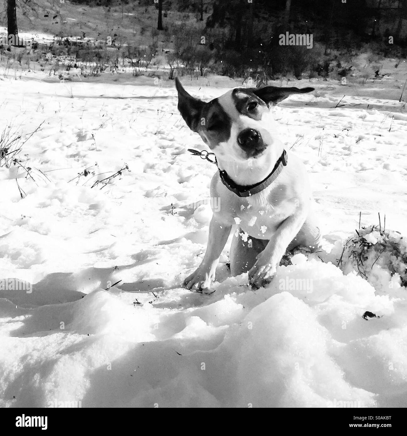 Black and white image of dog shaking snow off her coat. - Smartphone Captured Stock Image