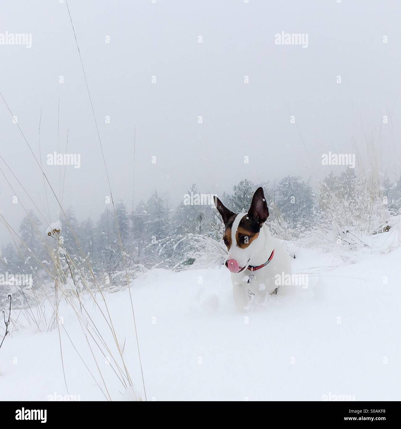 Dog catching snowflakes on her tongue, while running through the snow. - Smartphone Captured Stock Image