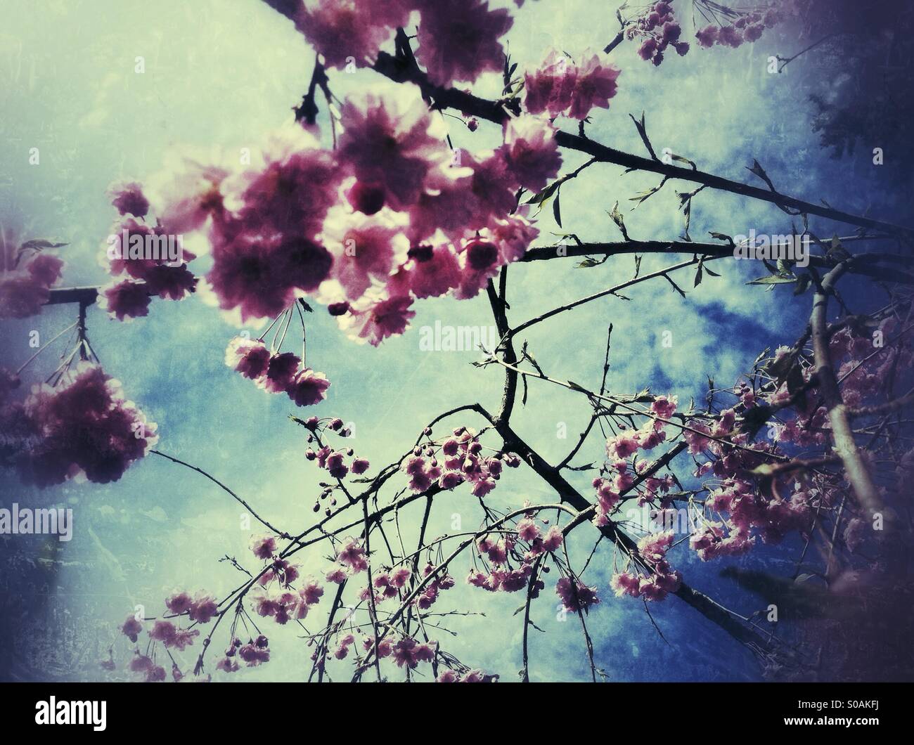 Cherry blossoms against the sky - Smartphone Captured Stock Image