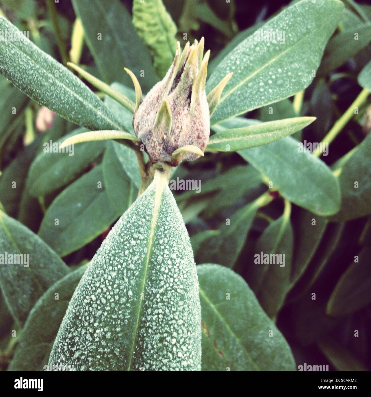 Frost covered rhododendron plant with flower bud, early spring in Dublin, Ireland - Smartphone Captured Stock Image
