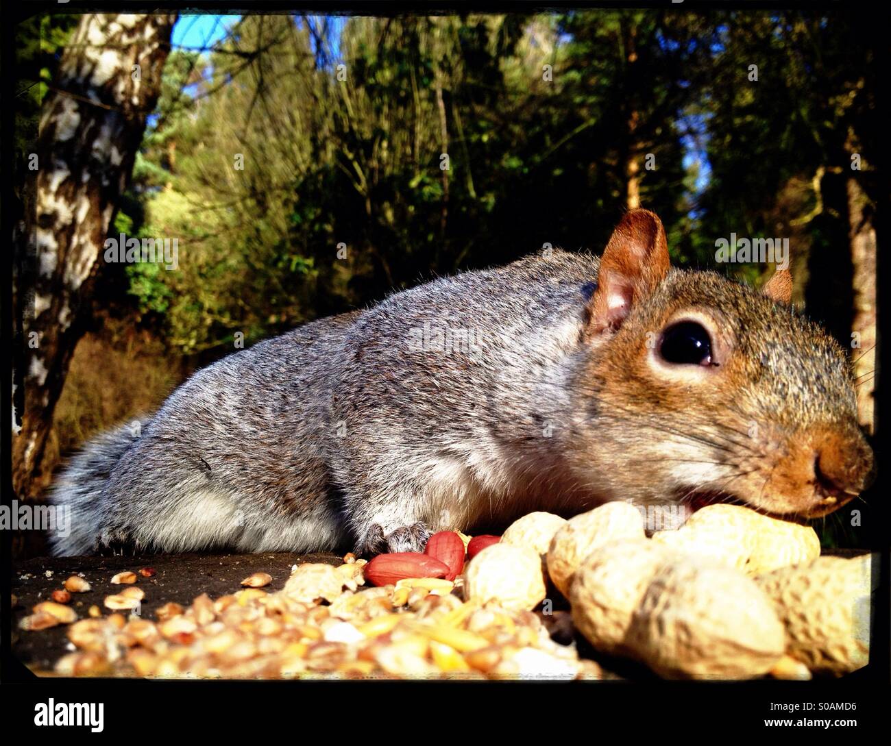 Squirrel adding to his nut store Stock Photo Alamy