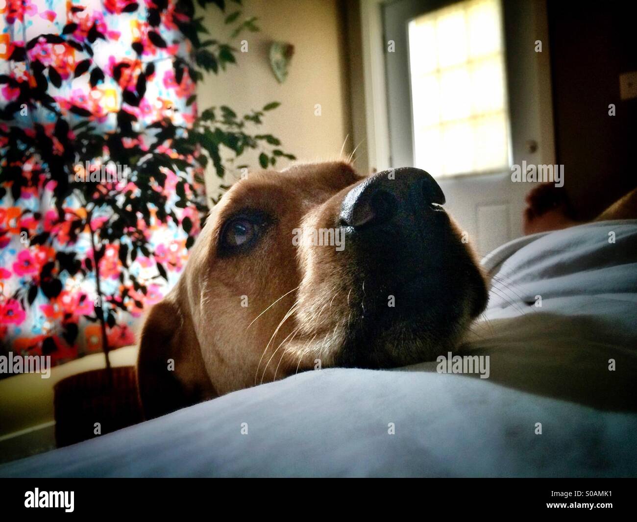 Dog wakes me up in the morning Stock Photo Alamy