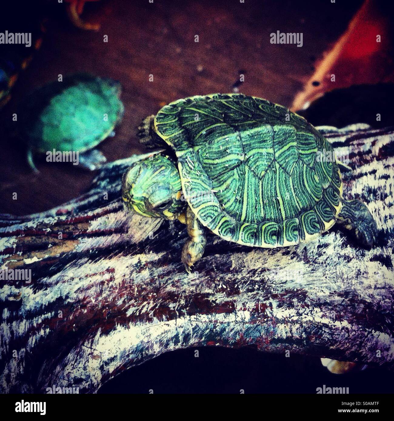 Small green turtle - Smartphone Captured Stock Image