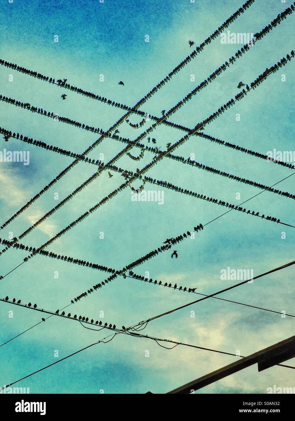 Thousands of blackbirds sitting on overhead powerlines Stock Photo