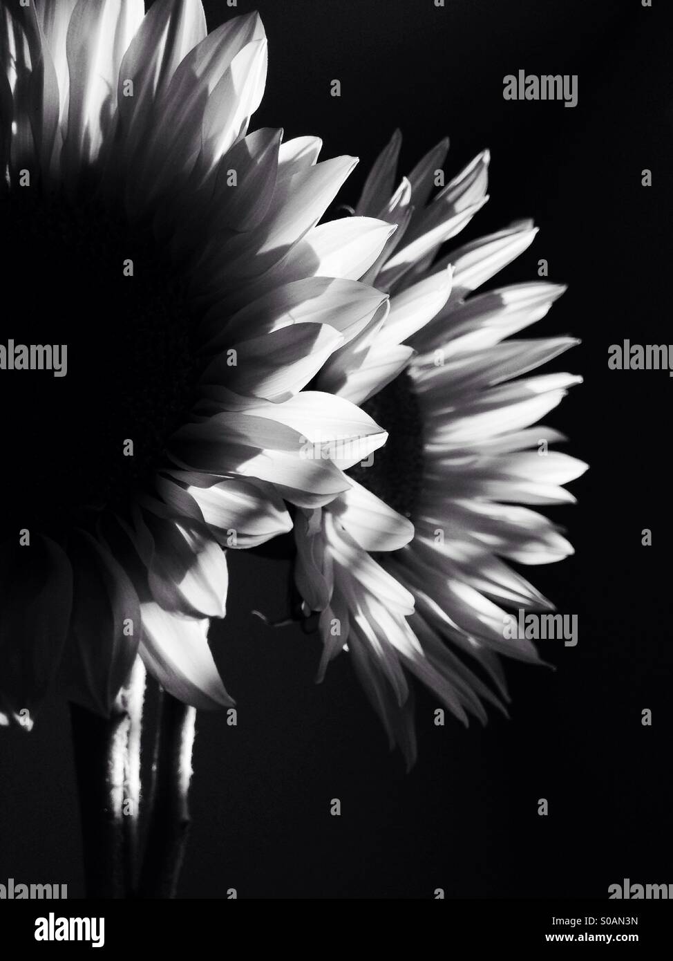 Black and white sunflowers hi-res stock photography and images - Alamy