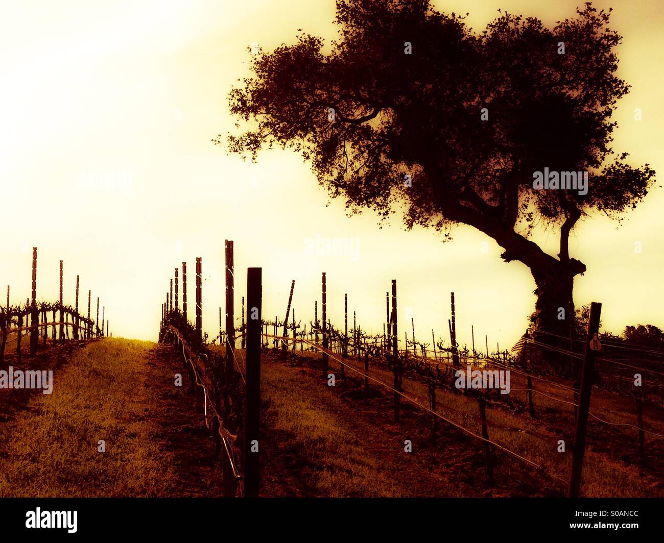 Laetitia Vineyard and Winery in Arroyo Grande, California Central Coast wine region of San Luis Obispo County - Smartphone Captured Stock Image