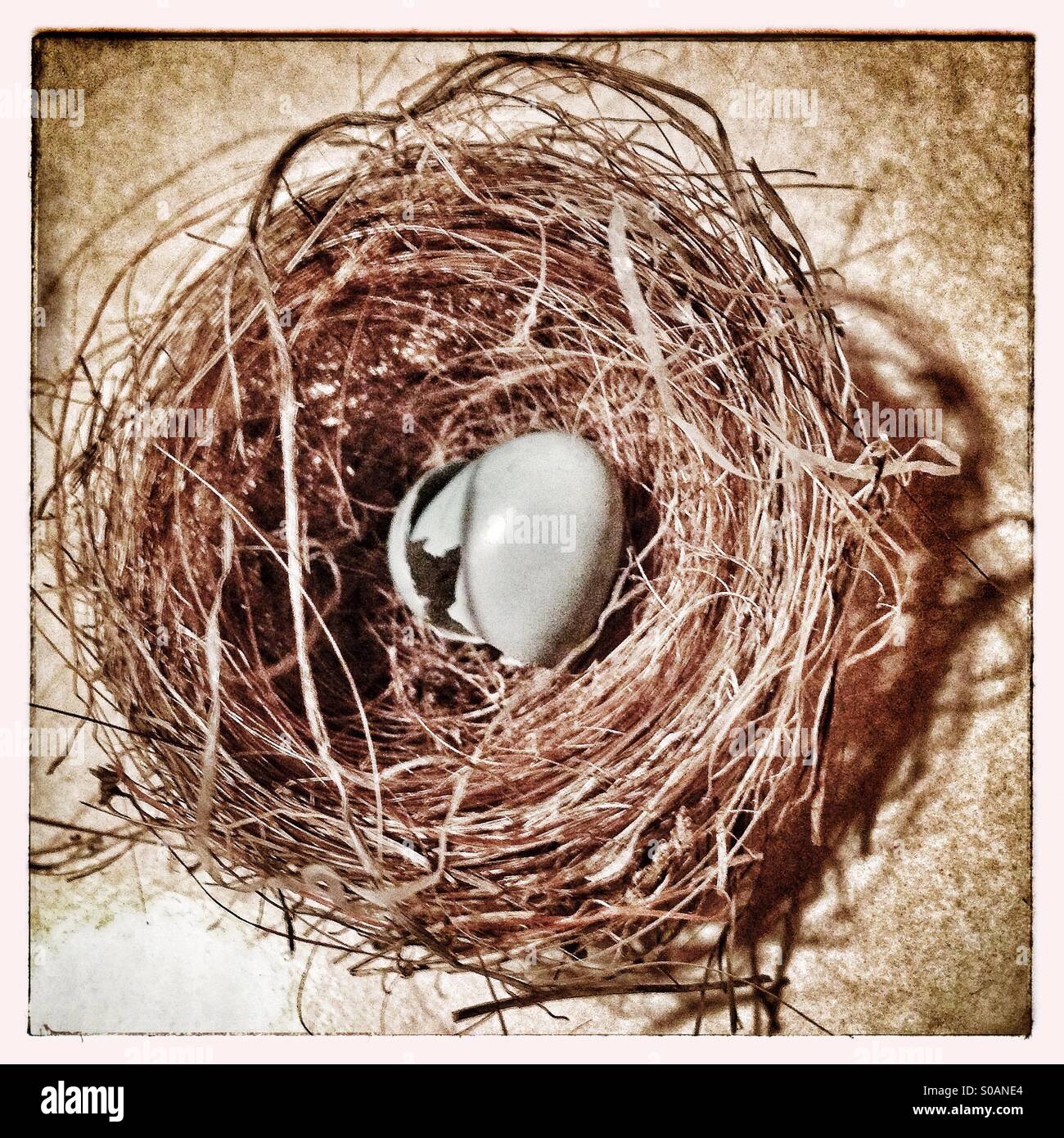 Broken birds egg in nest Stock Photo
