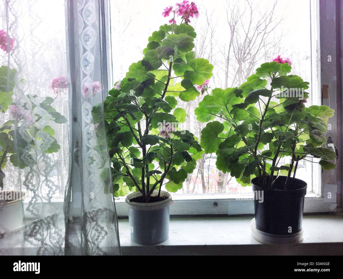 Potted geraniums in bloom on a windowsill - Smartphone Captured Stock Image