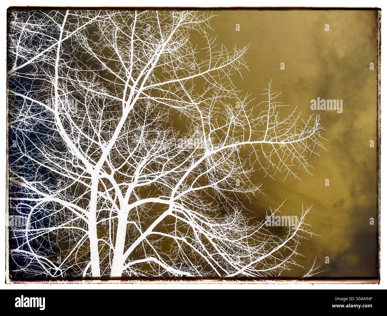Inverted tree branches in winter season Stock Photo Alamy
