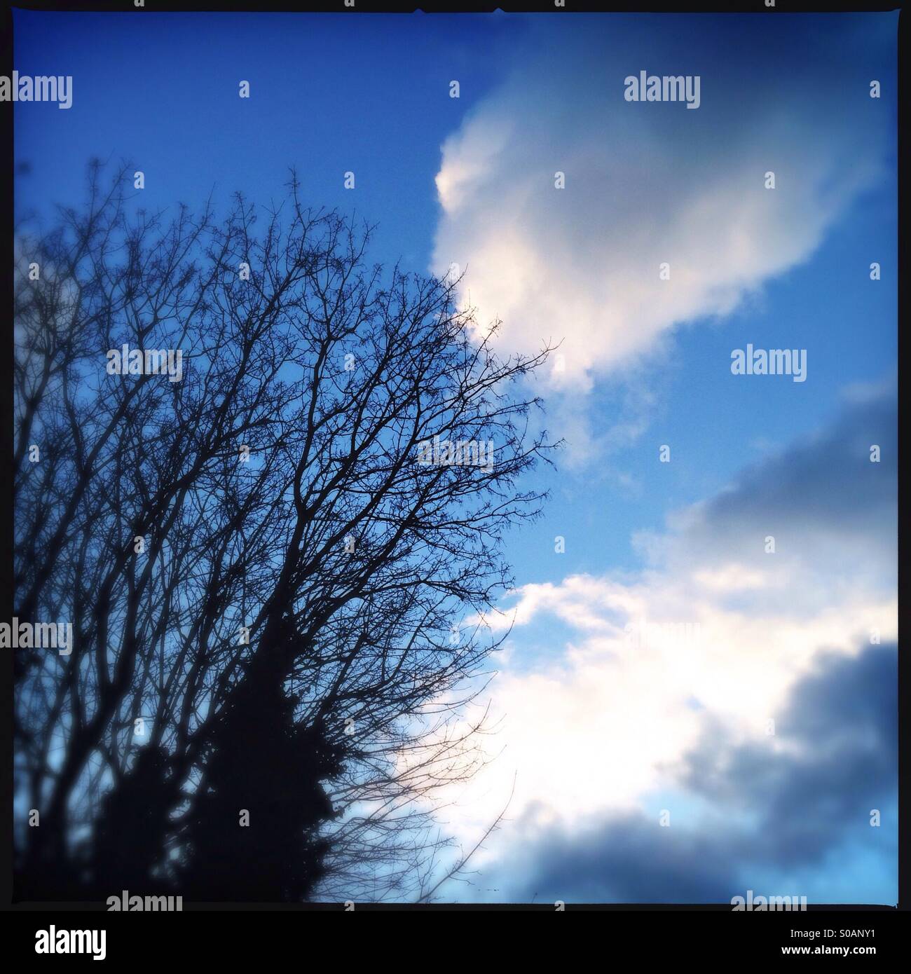 Trees silhouetted against a blue sky with white fluffy clouds Stock Photo