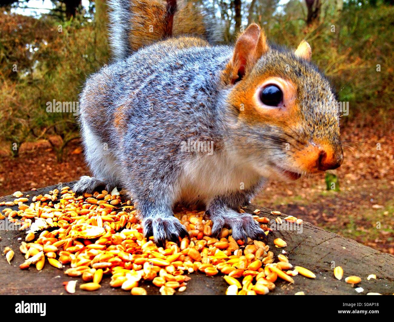 Cheeky squirrel Stock Photo