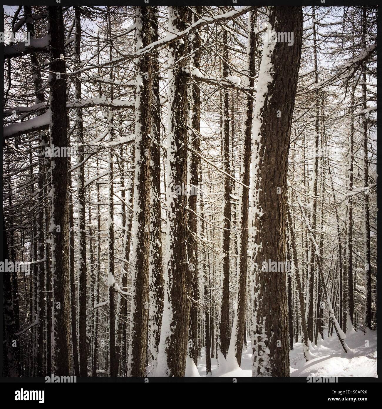 Winter trees in snow, Tignes, France - Smartphone Captured Stock Image
