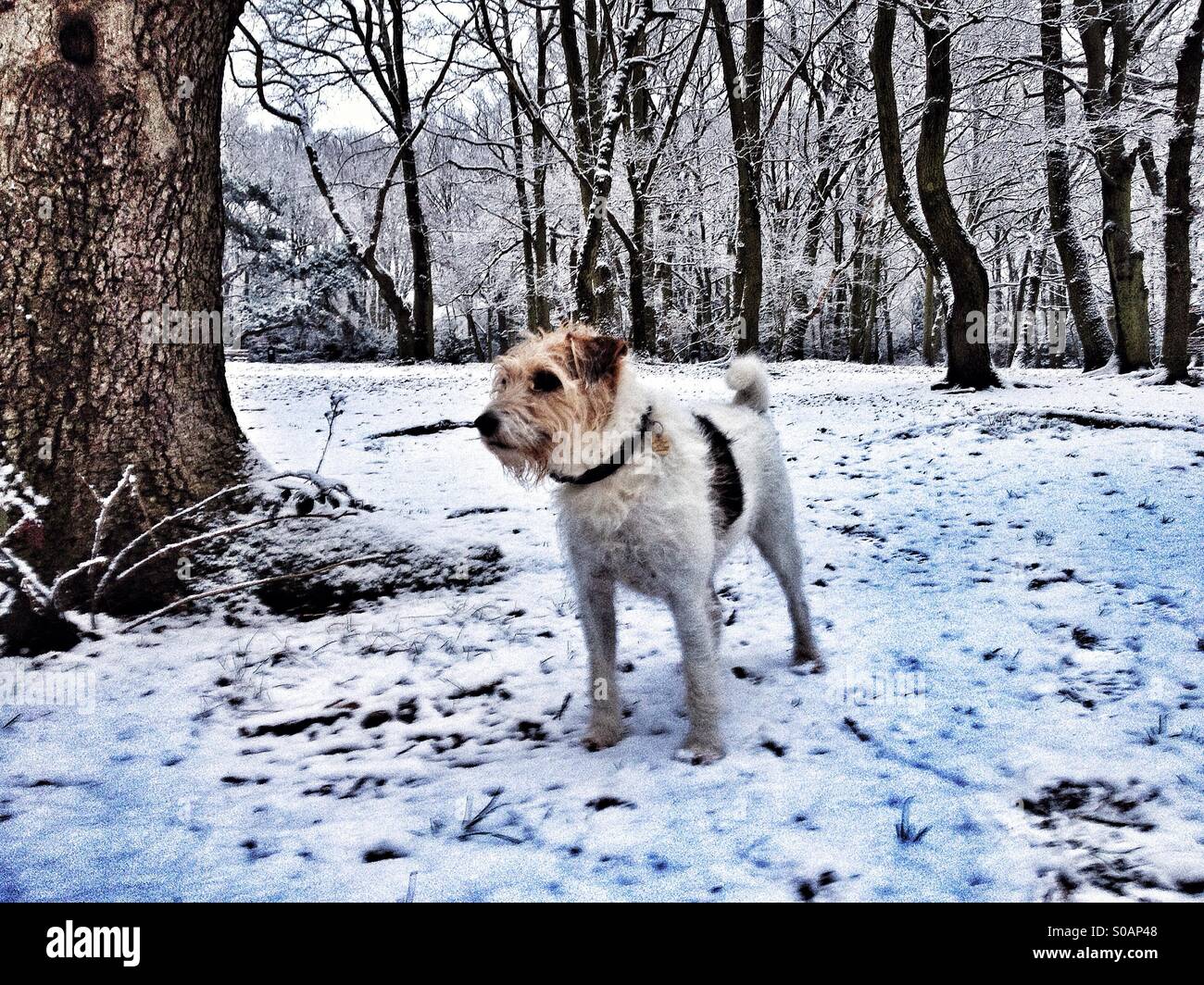 Dog standing in snow covers woods Stock Photo - Alamy