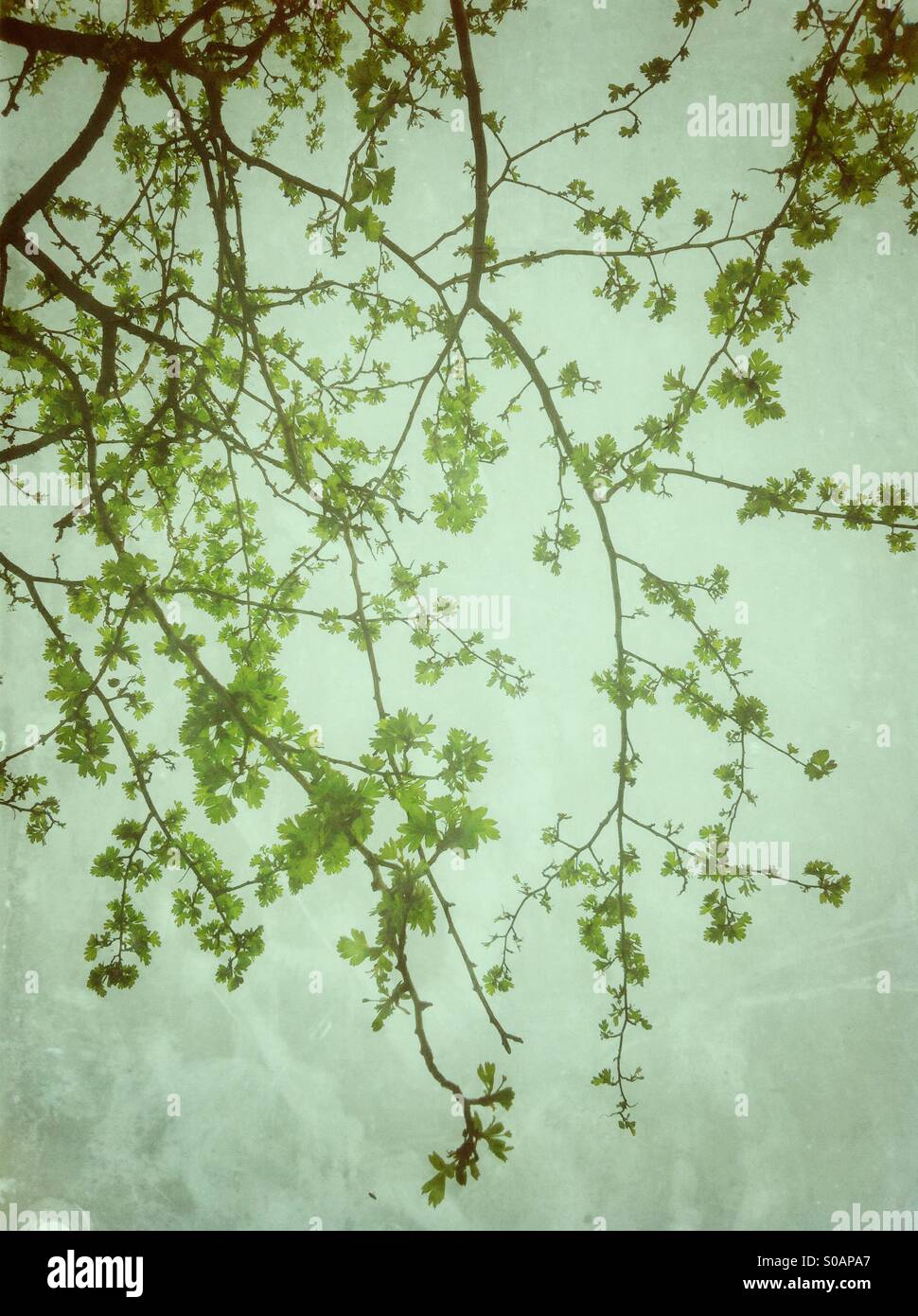 Green leaves branches Stock Photo