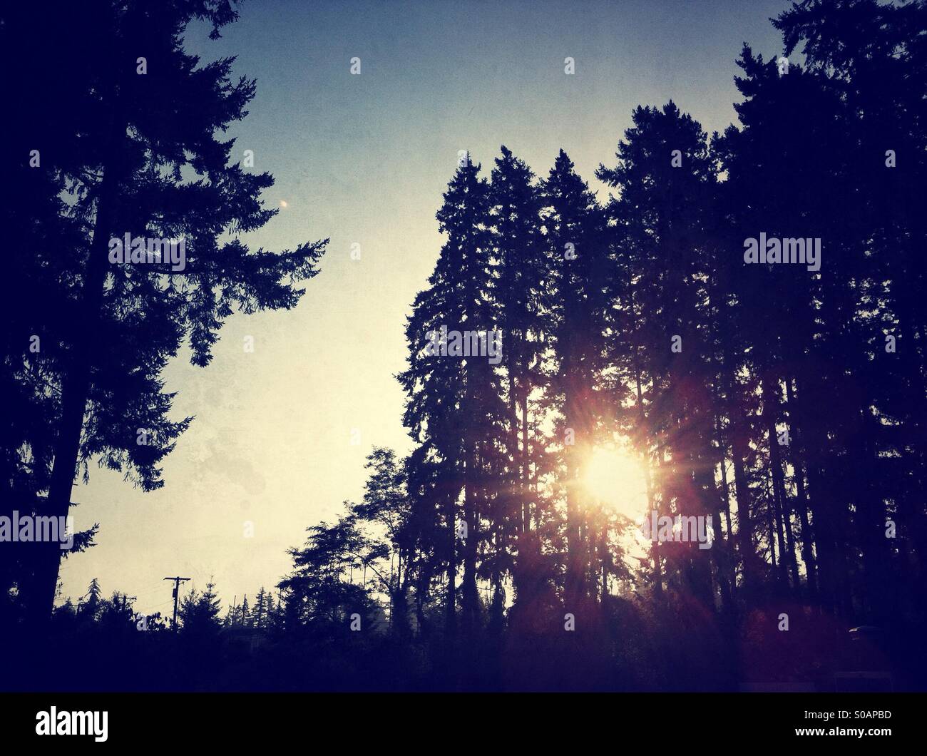 Sunrise shining through the evergreen trees - Smartphone Captured Stock Image