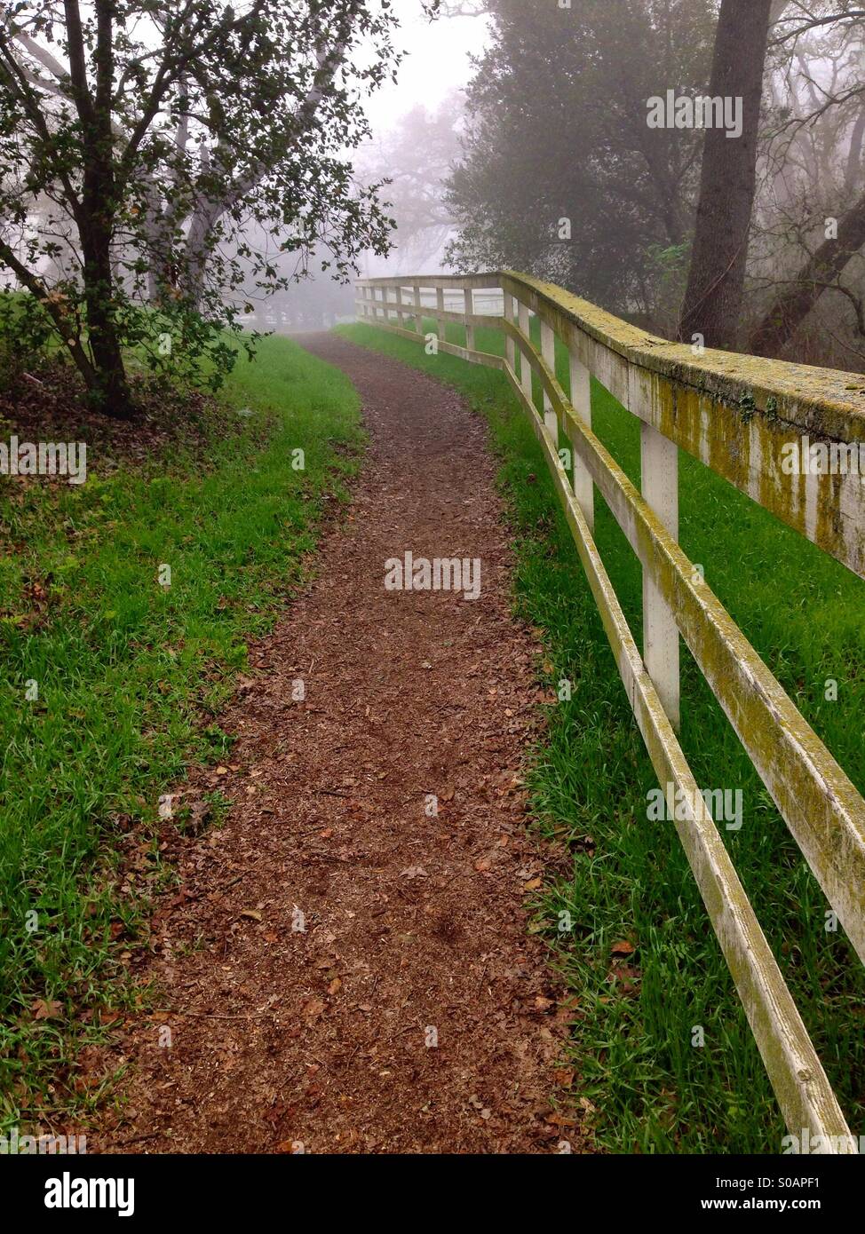 Along a deserted path on a foggy morning Stock Photo