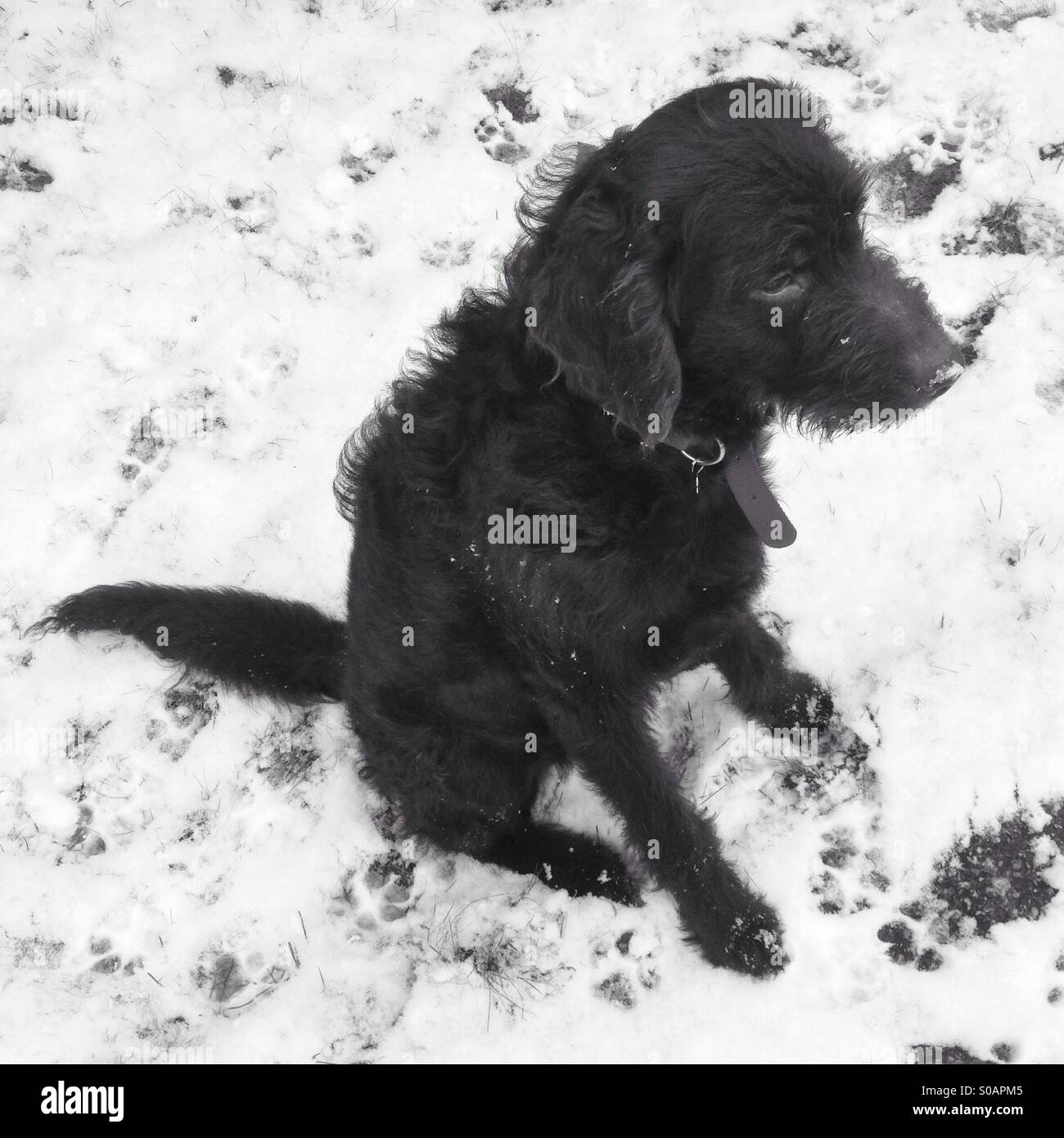 Labradoodle dog sitting down in the snow - Smartphone Captured Stock Image
