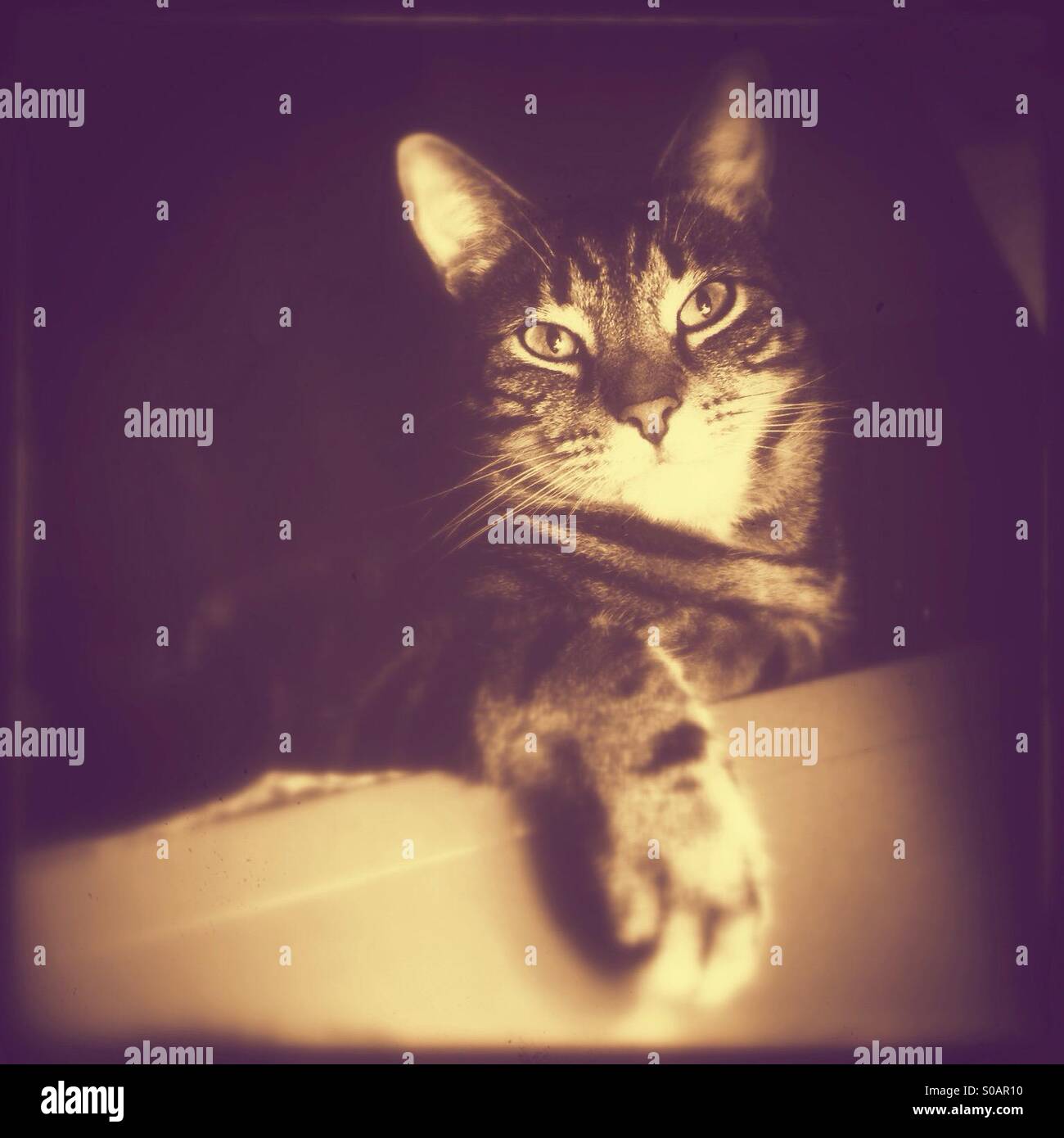 Scary cat, cat staring intensely in the dark. Stock Photo