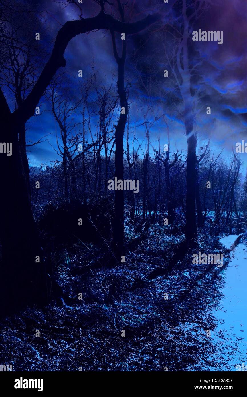 Colour effect on forest - Smartphone Captured Stock Image