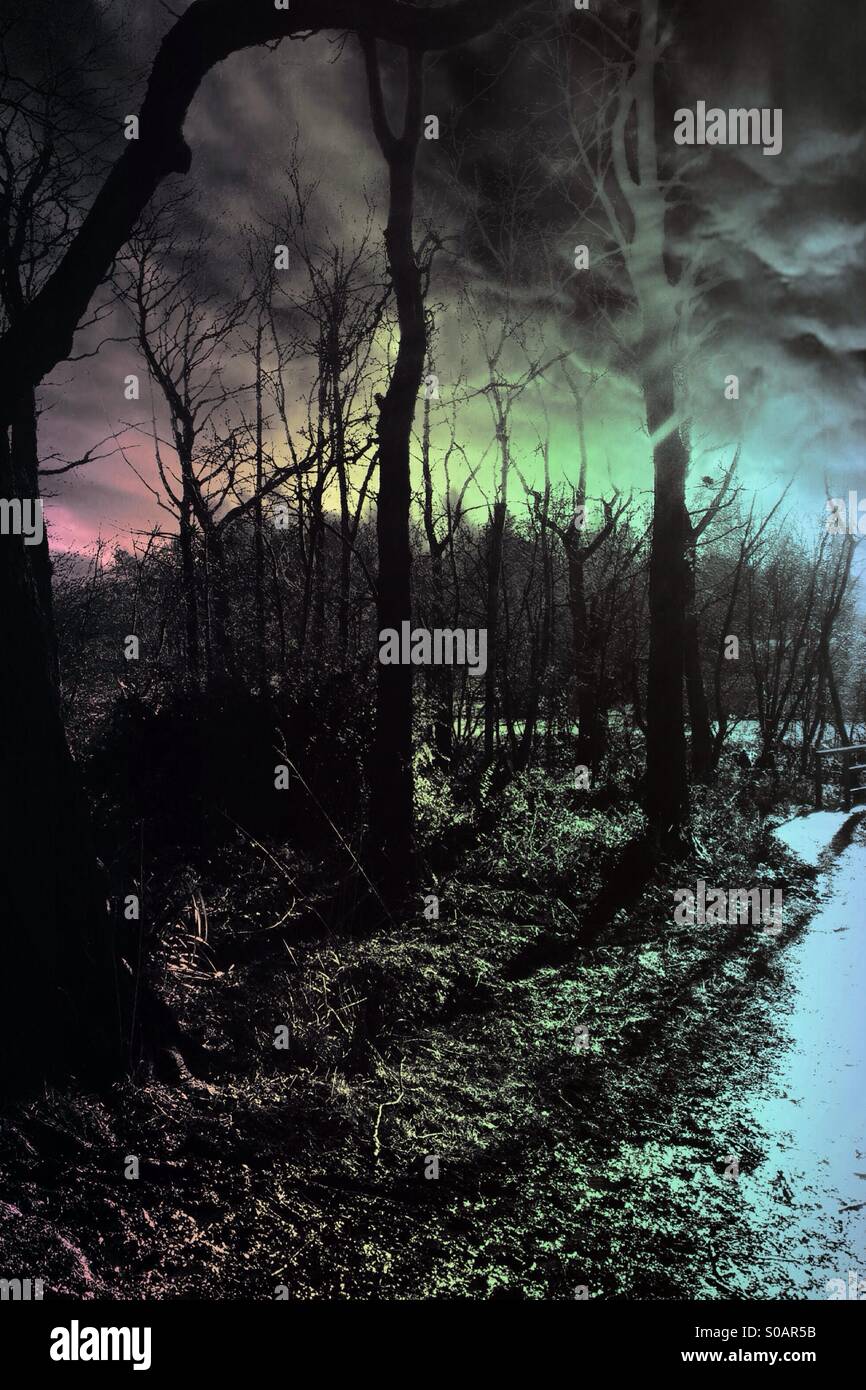 Colour effect on forest - Smartphone Captured Stock Image