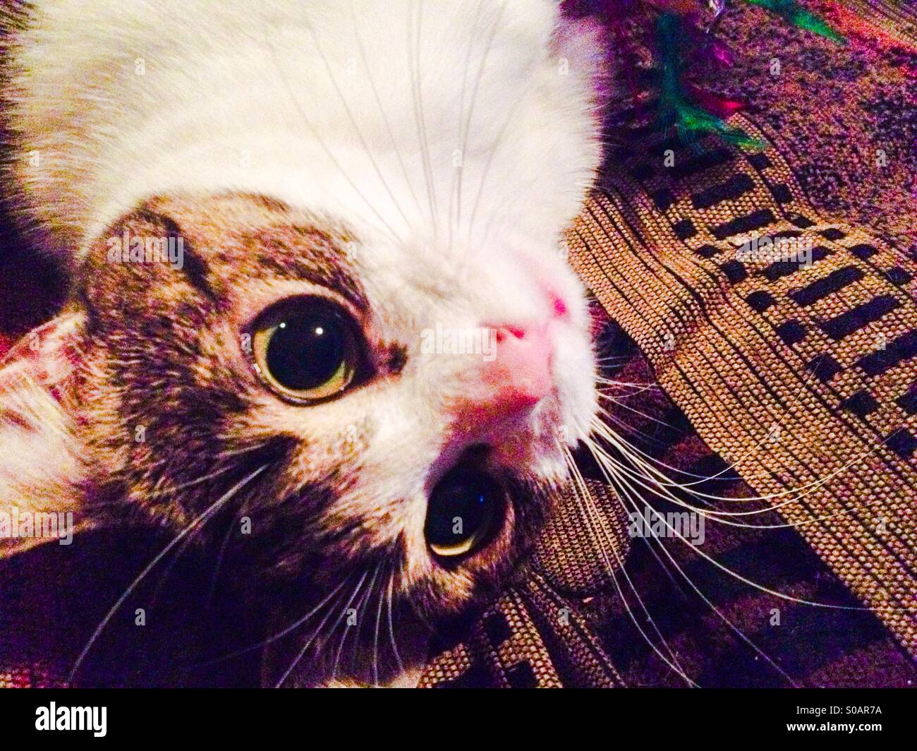 Mulan playing and posing! - Smartphone Captured Stock Image