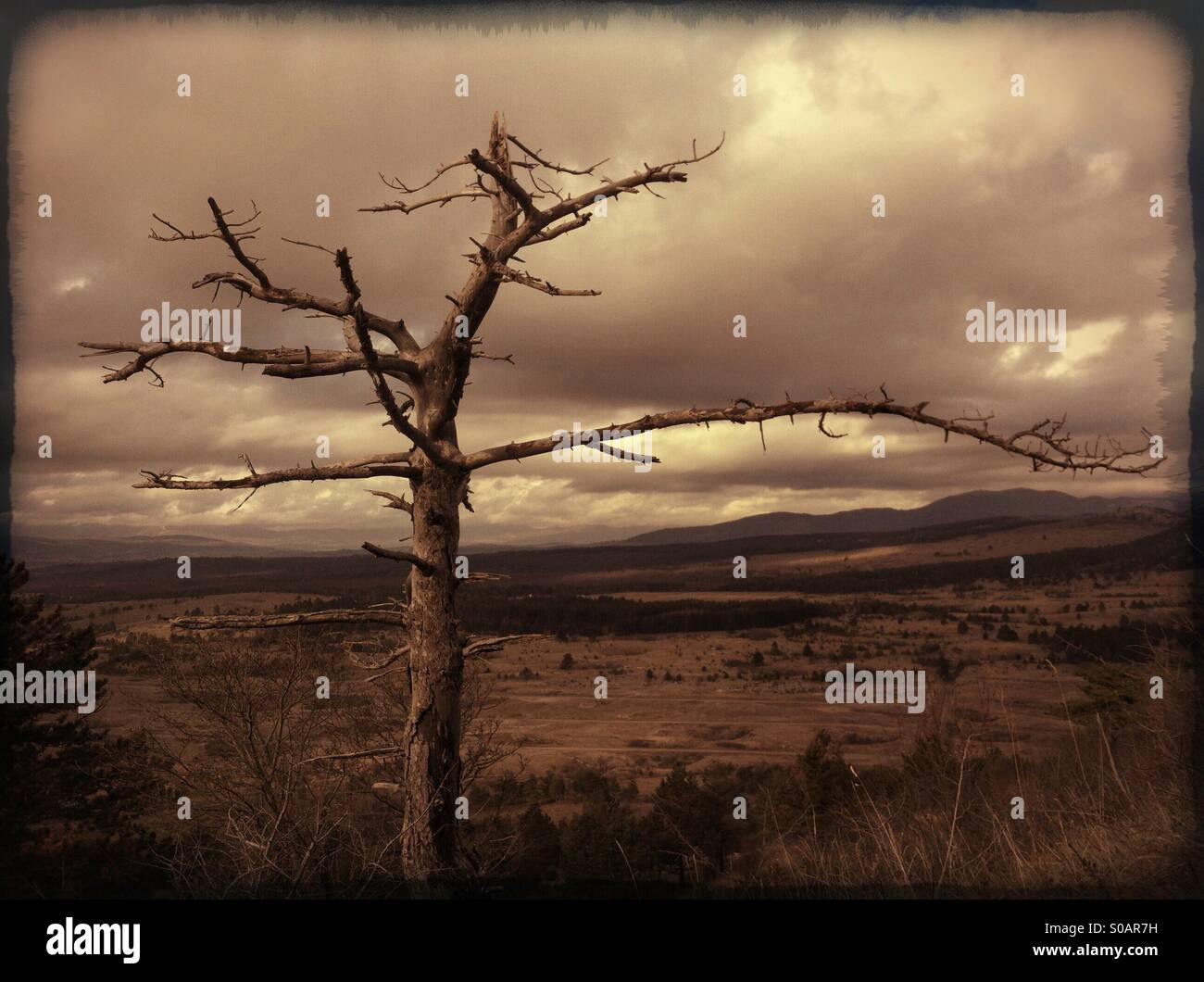 Lone dead tree - Smartphone Captured Stock Image
