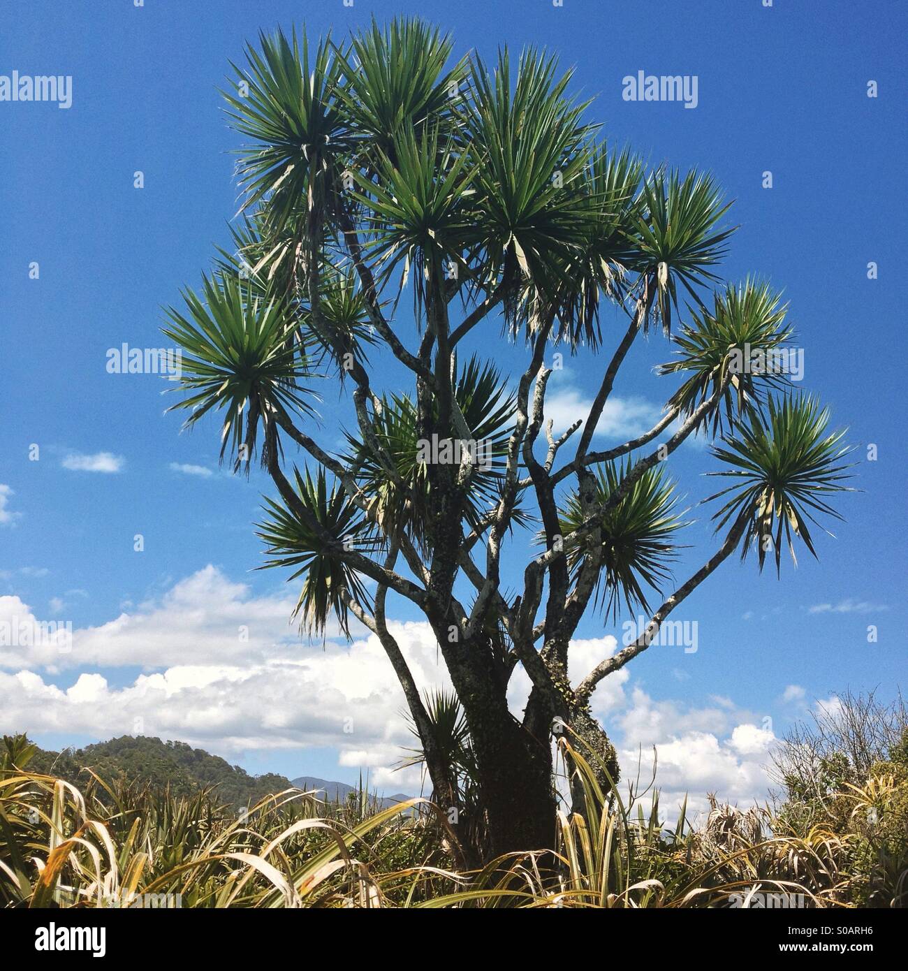 A tall cabbage tree on a beautiful summer day Stock Photo